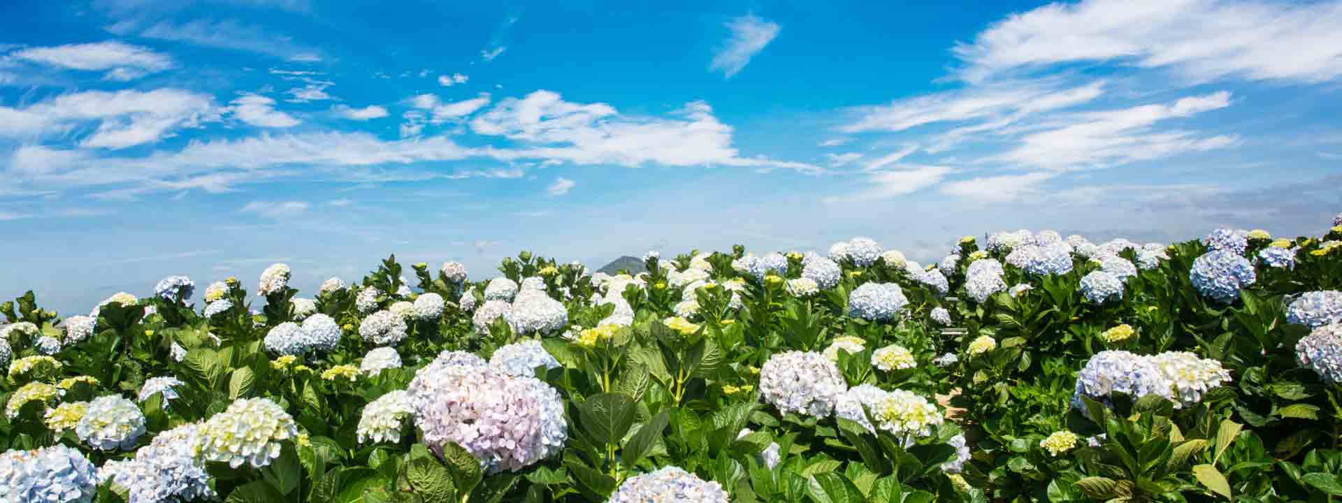 Southern Vietnam Golf and Vacation 10 days