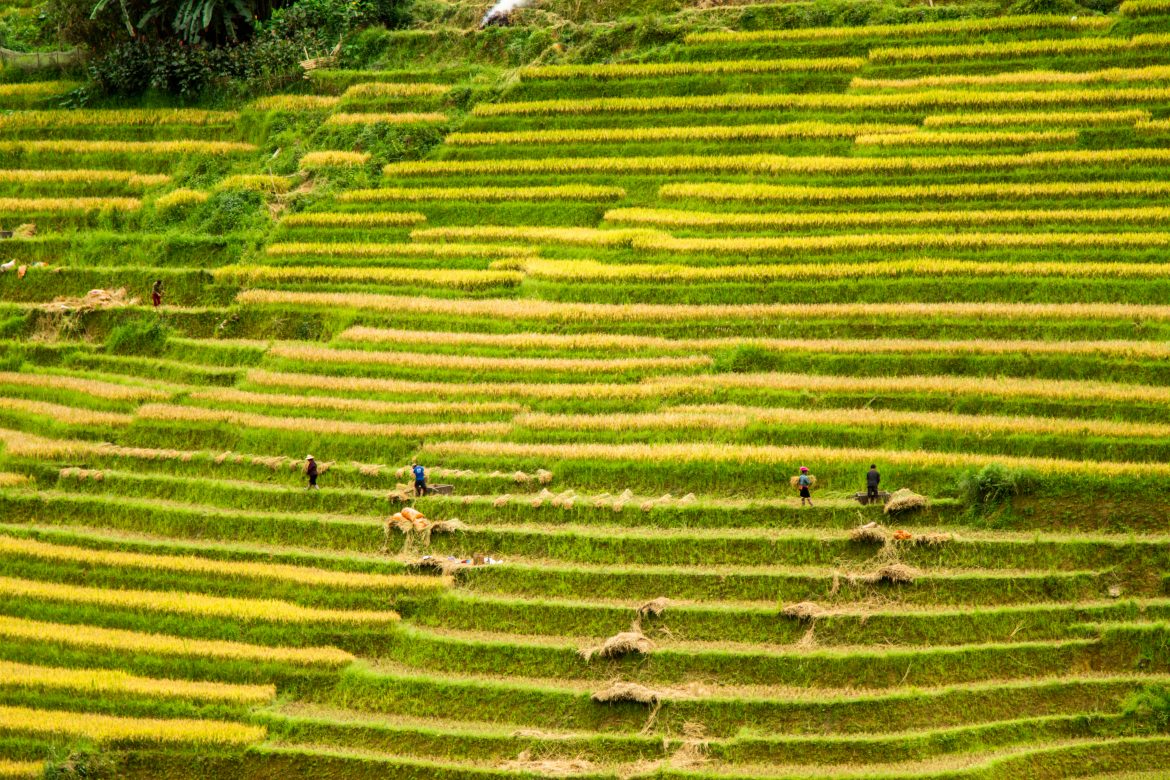 Sapa’s Ripe Rice Season: A mesmerizing picture of nature