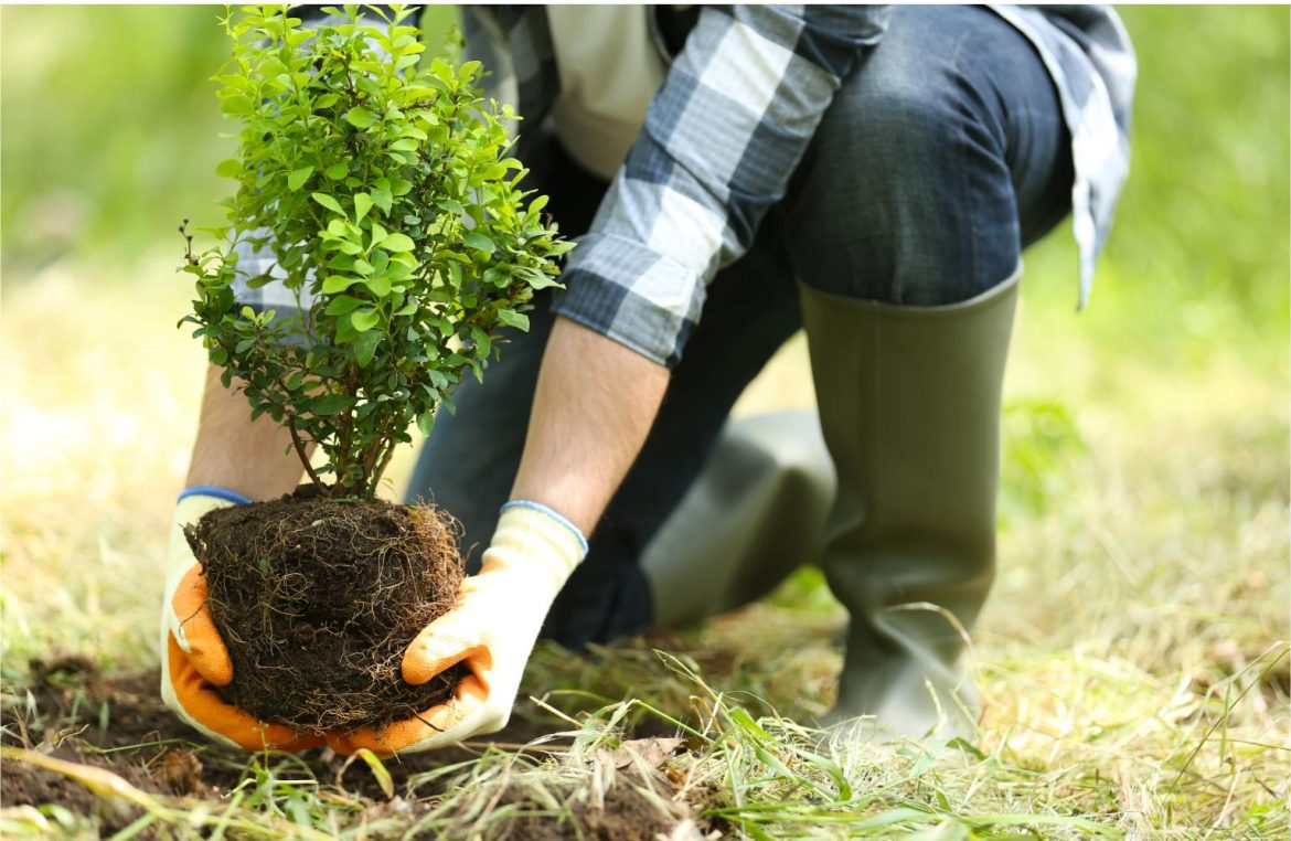 LuxGroup Foundation Launches the “Green Seedling” Project